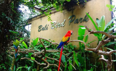 bali bird park tour