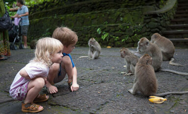 monkey forest temple