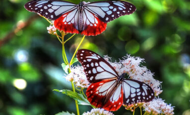 bali butterfly park tour