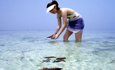 bali turtle island adventures