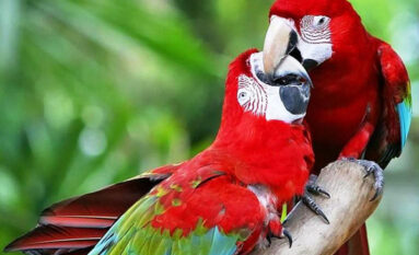 bali bird park tour