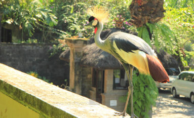 bali bird park tour