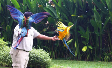 bali bird park tour