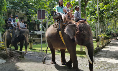 bali elphant riding tour - natas bali tur