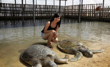 bali turtle island adventures