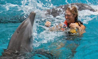 swim with dolphins