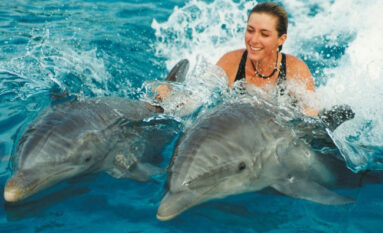 swim with dolphins