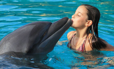 swim with dolphins