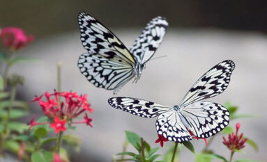 bali butterfly park tour