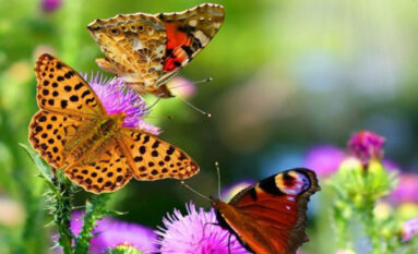 bali butterfly park tour