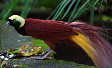 bali butterfly park tour