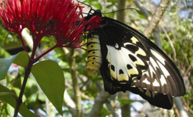 bali butterfly park tour