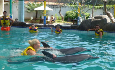 swim with dolphins